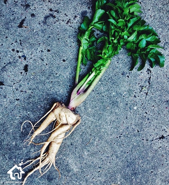 Ginseng (Adamotu) Bitkisinin Faydaları