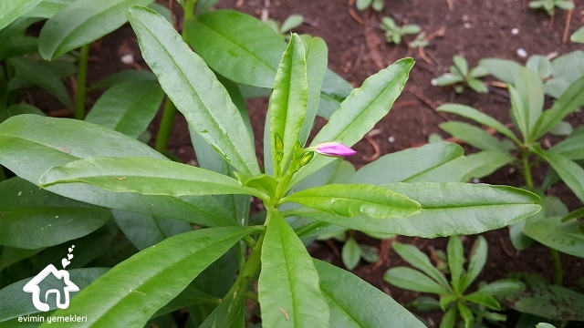 Ginseng (Adamotu) Bitkisinin Faydaları