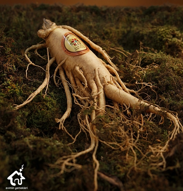 Ginseng (Adamotu) Bitkisinin Faydaları