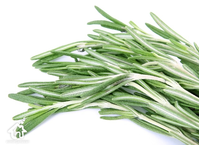 Biberiyenin Faydaları
