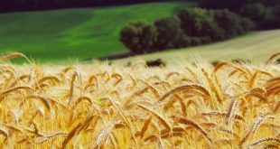 Buğdayın Faydaları