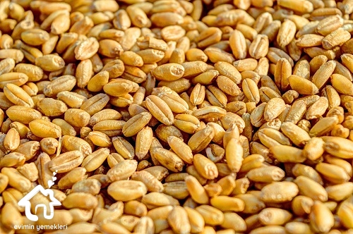 Buğdayın Faydaları