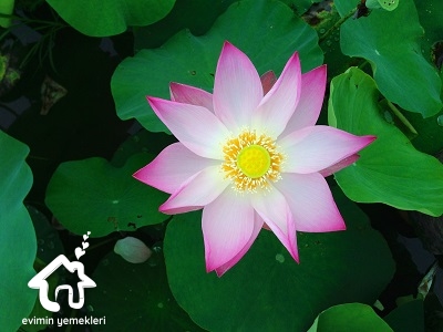 Lotus çiçeğinin faydaları