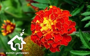 Kadife Çiçeğinin Faydaları