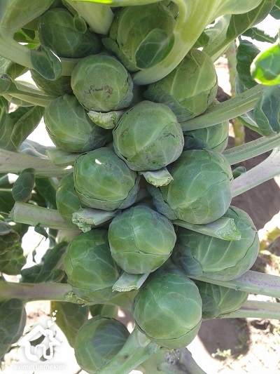 bruksel-lahanasinin-faydalari