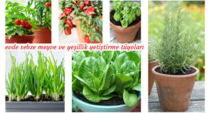 Evde sebze ve yeşillik yetiştirme tüyoları