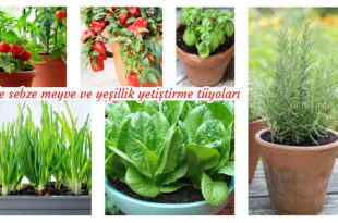 Evde sebze ve yeşillik yetiştirme tüyoları