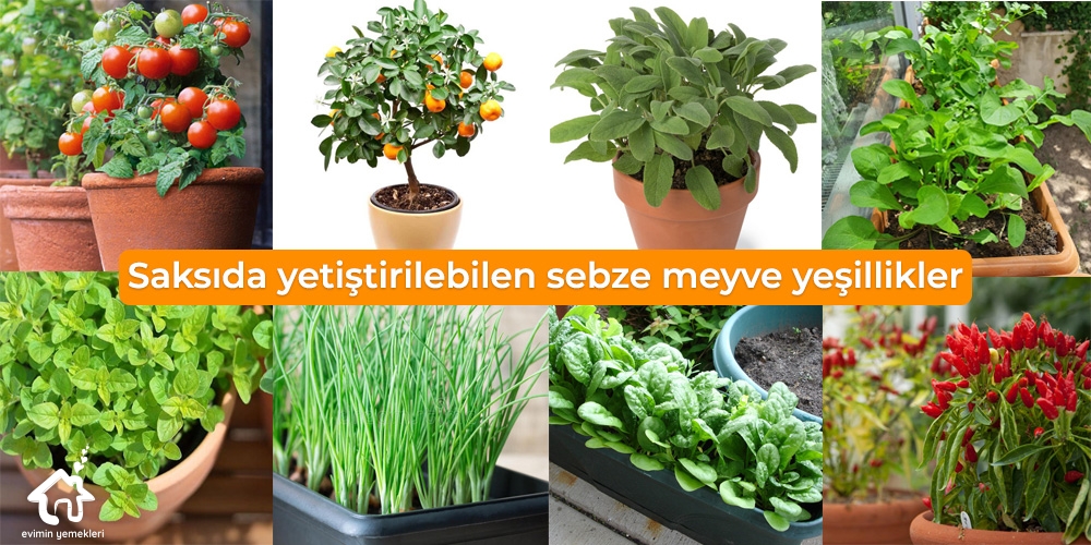 Saksıda yetiştirilebilen sebze meyveler